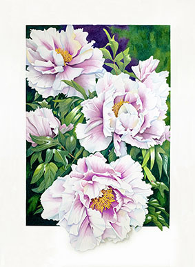 Peonies